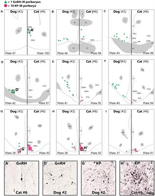 Kisspeptin Neurons in the Infundibular Nucleus of Ovariectomized Cats and Dogs Exhibit Unique Anatomical and Neurochemical Characteristics